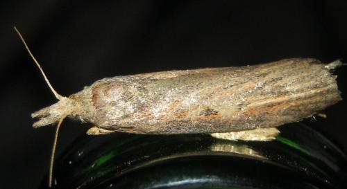 Lamoria zelleri